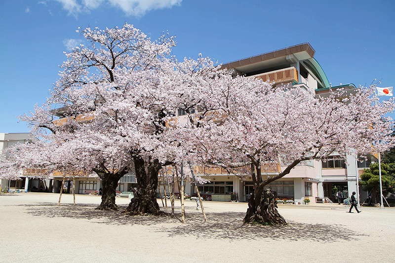 学校のホームページが新しくなりました！