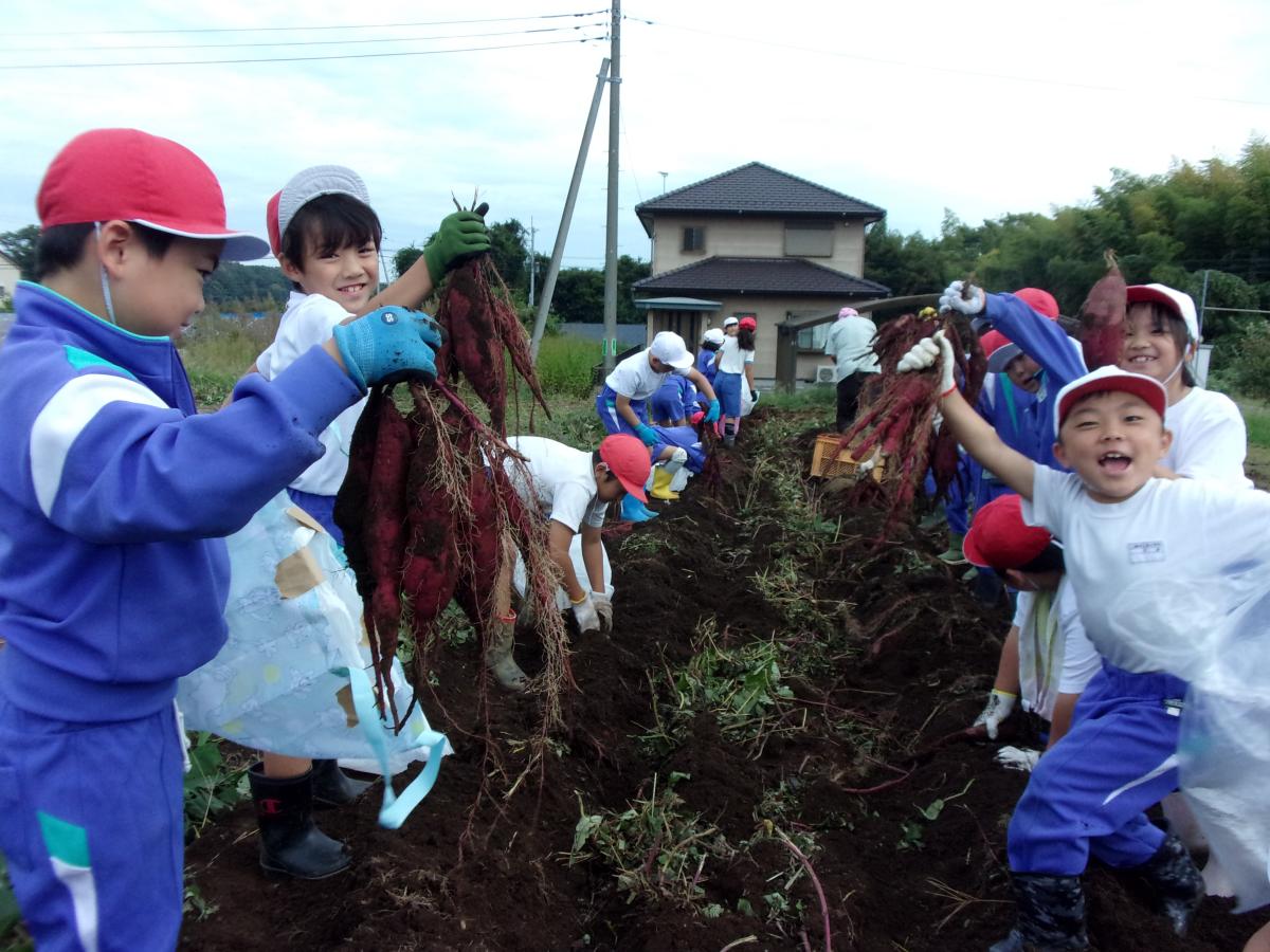 第２学年　サツマイモ収穫